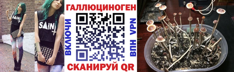 Галлюциногенные грибы Cubensis  MEGA как войти  Чехов 